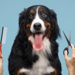 The Ultimate Guide to Pet Grooming at Home