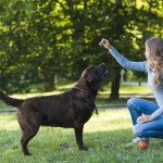 The Benefits of Regular Exercise for Your Pets