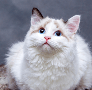 shop-cat