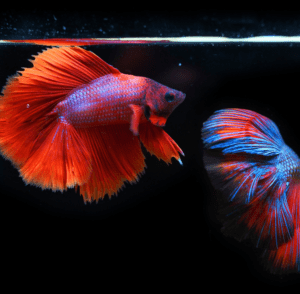 fish