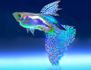 Varrigated Guppy (Poecilia reticulata) (size 1"-1.25") S (Colour may vary)