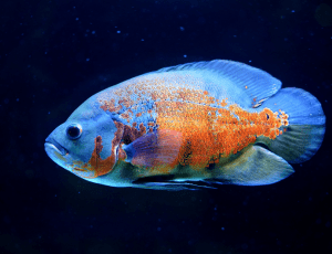 oscar cichlid
