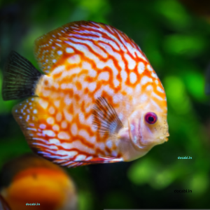 Discus 18 uyiyiyyi