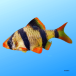 Do you want to know about Tiger Barbs (Puntigrus tetrazona) the semi-aggressive freshwater fish ? – Docab.in blog
