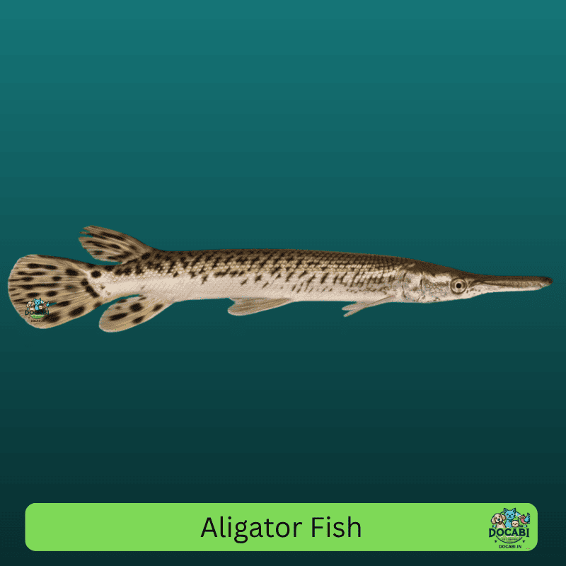 Lepisosteidae