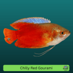 Chili Red Gourami(Trichogaster chuna) : complete care guide  – Docabi.in blog