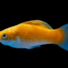 (1pc) Golden Molly-Poecilia sphenops (size 1"-1.5") 3 10 1