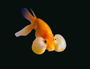 Bubble Eye Gold Fish - (size 3"-4") M 16 10