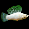 (1pc) White Molly-Poecilia sphenops (size 1"-1.5") 2 13 1