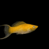 (1pc) Golden Molly-Poecilia sphenops (size 1"-1.5") 7 14 1