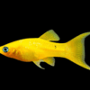 (1pc) Golden Molly-Poecilia sphenops (size 1"-1.5") 2 16 1