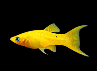 (1pc) Golden Molly-Poecilia sphenops (size 1"-1.5") 1 16 1