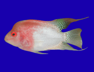 Albeno Flowerhorn Cichlid (size 4"- 4.25") -M