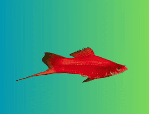 Red Swordtail Fish (Xiphophorus helleri) (size 1.25"-1.5") SM