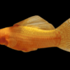 (1pc) Golden Molly-Poecilia sphenops (size 1"-1.5") 5 18 1