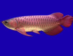 Banjar Red Arowana (Scleropages formosus) (size 9"- 10") -M