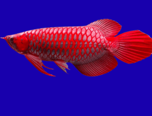 Red Arowana (Scleropages formosus) (size 4"- 5.") -SM 2 24 2