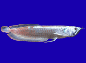 osteoglossidae