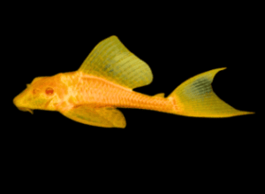 loricariidae-armored-catfish