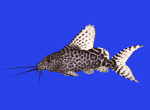mochokidae
