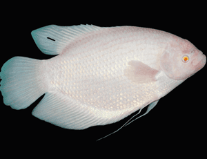 Gaint Gourami Albeno (Osphronemus goramy)(size 12"-15") -B