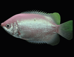 Kissing gourami (Helostoma temminckii) (size6"- 7") -L