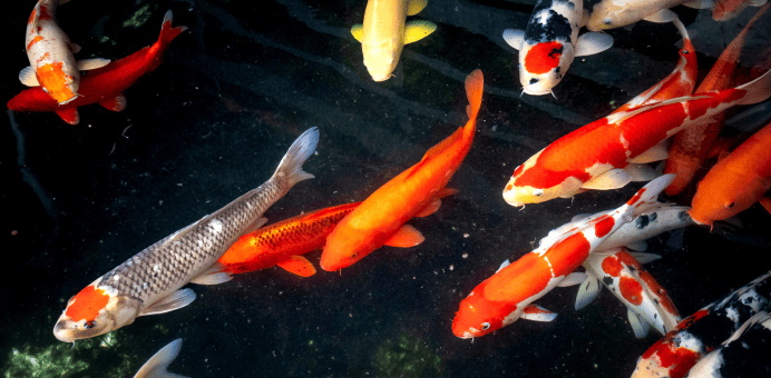 Home 337 Banner Image