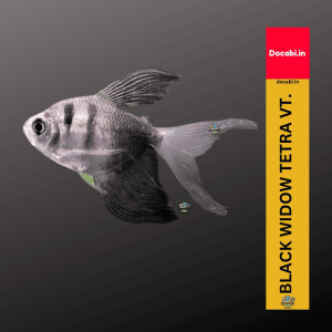 (offer 2+1),(1pc) Black Widow Tetra - (Gymnocorymbus ternetzi ) (size 1"-1.25") 50 10