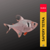 (1pc) Serpae Tetra (Hyphessobrycon eques) (size 0.75"-1") - Small 2 21