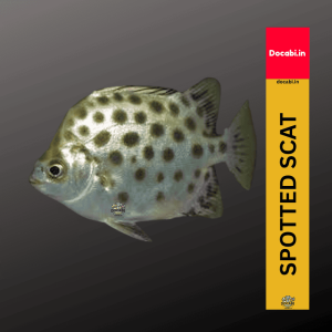 (Offer 2+1),(1pc) Spotted Tiger Scat / Scatophagus argus  (size 1.75"-2.5") -Small Medium