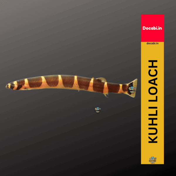 (Offer3+1),(1pc) Kuhli Loach-Pangio kuhlii (size 1.75"-2")-Small 1 34