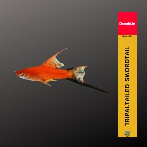 (Offer 2+1),(1pc) Tripal Tailed Swordtail (Xiphophorus helleri) (size 1.25"-1.75") small medium 14 46