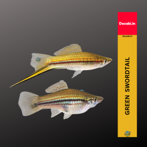 (Offer 2+1),(1pc) Green Swordtail (Xiphophorus helleri) (size 1.25"-1.75") small medium 16 47