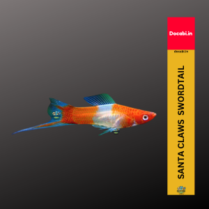 (Offer 2+1),(1pc) Santa Claws Swordtail (Xiphophorus helleri) (size 1.25"-1.75") small medium 18 48