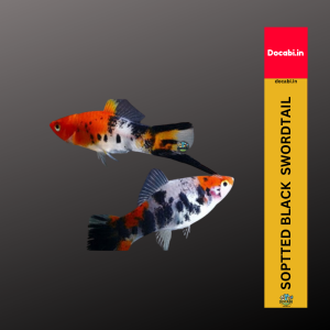 (Offer 2+1),(1pc) Spotted Black Red Swordtail (Xiphophorus helleri) (size 1.25"-1.75") small medium 20 49