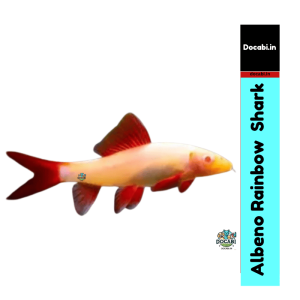 (Offer2+1),(1pc) Albeno Rainbow( Red-finned )shark / Epalzeorhynchos frenatum  (size 4"- 5") -Big