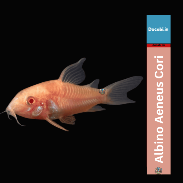 (offer2+1),(1pc) Albeno Corydoras- Cori - (size 0.75"-1") 1 8 1