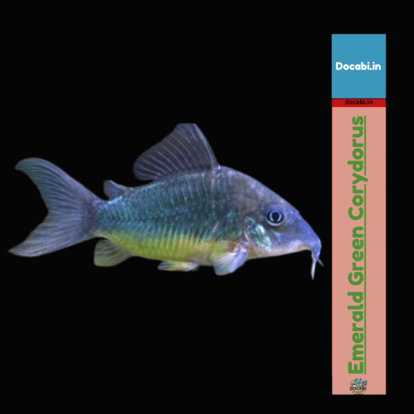 (offer2+1),(1pc) Green Emerald Corydoras- Cori - (size 0.75"-1.25") 1 9