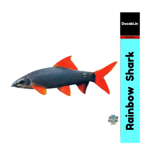 (offer2+1),(1pc) Rainbow (Red-finned) shark / Epalzeorhynchos frenatum / Ruby shark (size 4"- 5") -Big