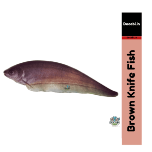 (Offer 2+1),(1pc) African brown knifefish-Xenomystus nigri (size 3.5"-4.5") - Medium