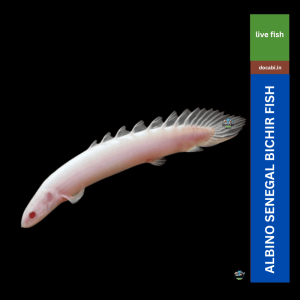 (1pc),Albeno Senegal Bichir (size 2.5"-3.5")