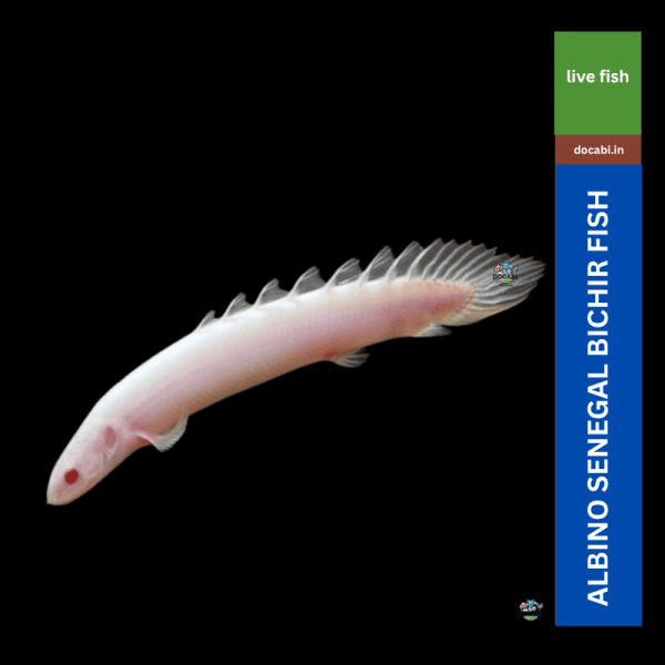 (1pc),Albeno Senegal Bichir (size 2.5"-3.5") 1 Untitled 800 x 800 px 27 2