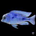 A Comprehensive Care Guide for Blue Dolphin Hap Cichlids (Cyrtocara moorii) with detailed family tree -Docabi.in Blog