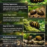 Did you know that Zebra Nerite Snails (Neritina natalensis) are one of the most popular freshwater algae-eating snails ? – docabi.in blog
