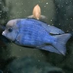 Do you know that Blue Moorii Dolphin Hap Cichlid (Cyrtocara moorii) is a majestic freshwater fish admired for its brilliant blue hue and gentle, dolphin-like appearance ?